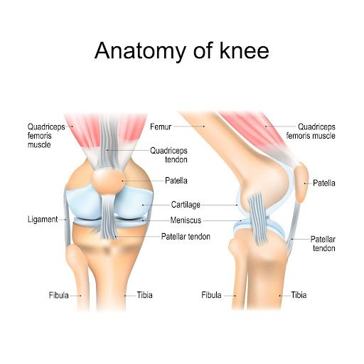 Anatomy of the Knee Explained